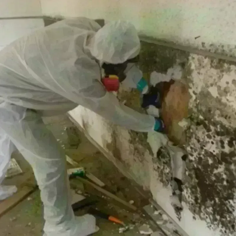 Mold Remediation and Removal in Moses Lake North, WA